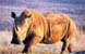 rhino